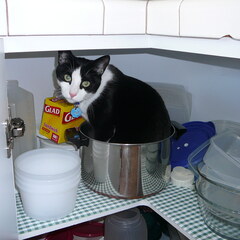 Saucepan