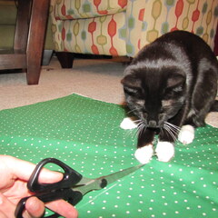 Scissors