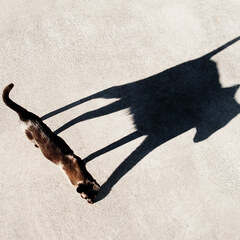 Shadow