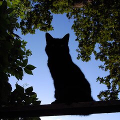 Silhouette