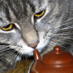 Spout