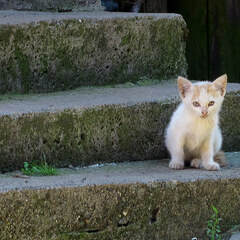 Step