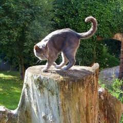 Stump