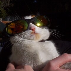Sunglasses