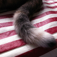 Tail