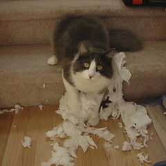 Toilet paper