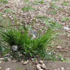 Tussock