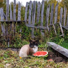 Watermelon