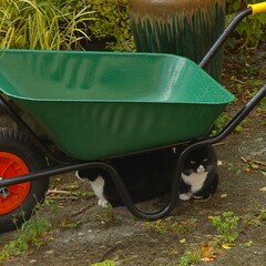 Wheelbarrow