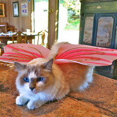 Wings