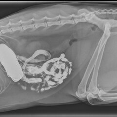 X-ray