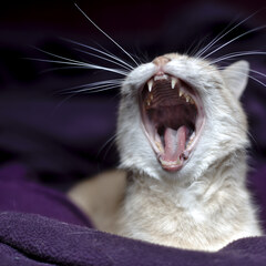 Yawn